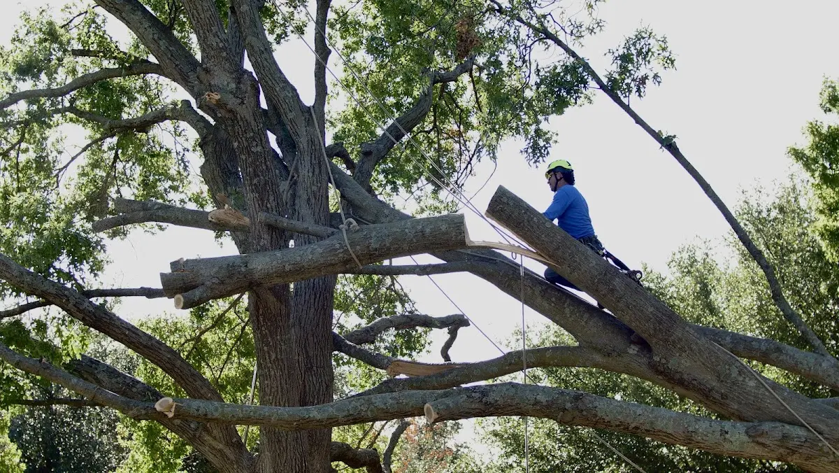 Professional Hazardous Tree Removal performed by certified arborists in Clayville