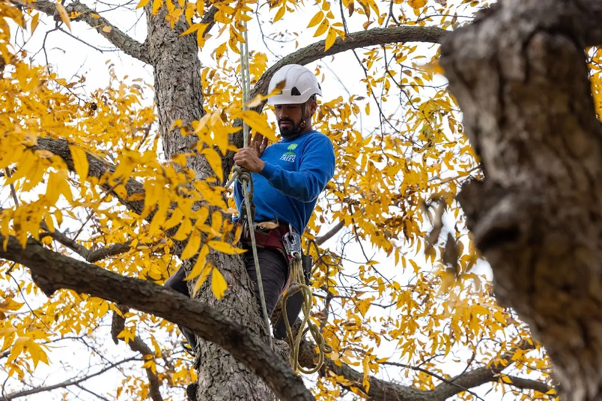 Skilled Storm Damage Cleanup crew working in Clayville